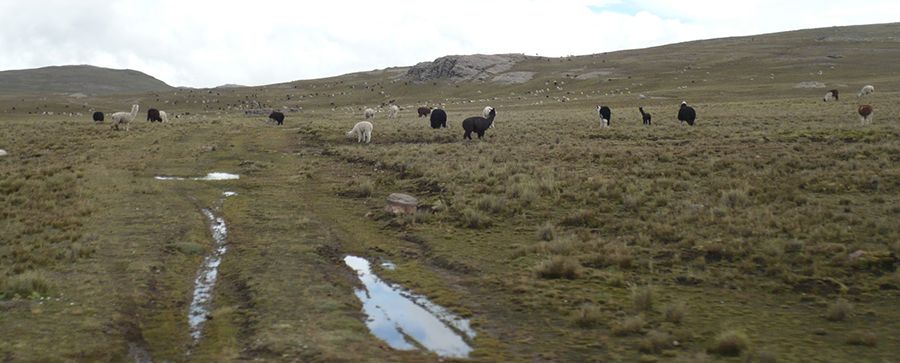 Laguna Ashcajocha Laguna Ashcajocha